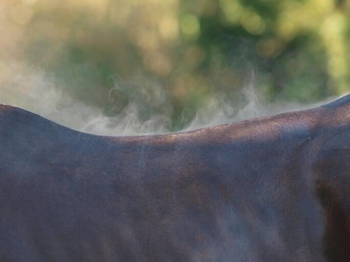 Helping Horses Cope in the Heat